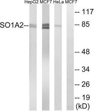 Anti-SLCO1A2 antibody produced in rabbit affinity isolated antibody