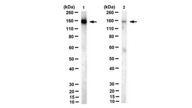 Anticorpo anti-acetyl SMC3 (Lys105/106), clone 21A7 clone 21A7, from mouse