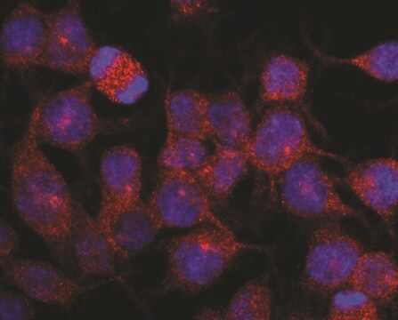 Monoclonal Anti-Kinesin (heavy chain) antibody produced in mouse clone KN-03