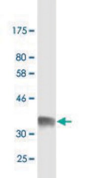 Monoclonal Anti-FGG antibody produced in mouse clone 1E2, purified immunoglobulin, buffered aqueous solution