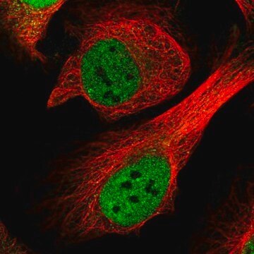 Anti-CENPF antibody produced in rabbit Prestige Antibodies&#174; Powered by Atlas Antibodies, affinity isolated antibody