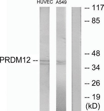 Anti-PRDM12 antibody produced in rabbit affinity isolated antibody