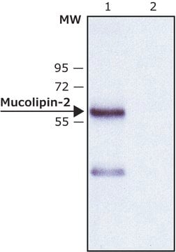 Anti-Mucolipin-2 (C-terminal) in Kaninchen hergestellte Antikörper ~1&#160;mg/mL, affinity isolated antibody, buffered aqueous solution