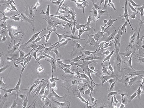 YUMM4.1 Mouse Melanoma Cell Line