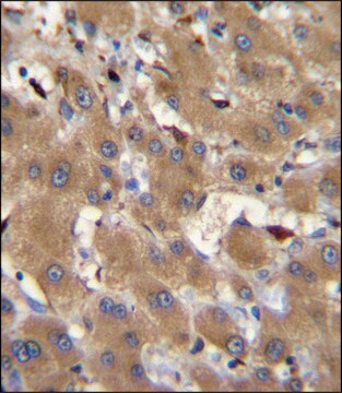 ANTI-HPR (CENTER) antibody produced in rabbit IgG fraction of antiserum, buffered aqueous solution