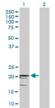 Anti-CD3D antibody produced in mouse purified immunoglobulin, buffered aqueous solution