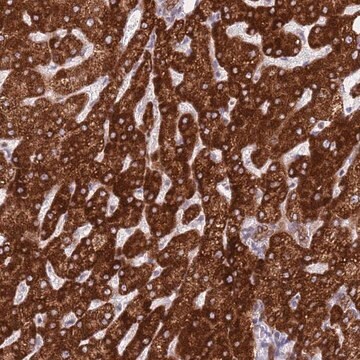 Anti-EBPL antibody produced in rabbit Prestige Antibodies&#174; Powered by Atlas Antibodies, affinity isolated antibody, buffered aqueous glycerol solution