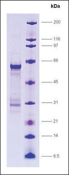 RAR&#945;, ligand binding domain (154-462), GST tagged human recombinant, expressed in E. coli, &#8805;80% (SDS-PAGE)