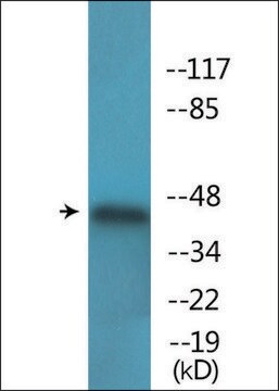 Anti-phospho-p44/42 MAP Kinase (pThr202) antibody produced in rabbit affinity isolated antibody