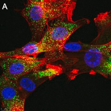 Anti-FGFR1 Antibody, clone 2J21 ZooMAb&#174; Rabbit Monoclonal recombinant, expressed in HEK 293 cells