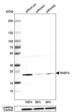 Anti-RAB7A antibody produced in rabbit Prestige Antibodies&#174; Powered by Atlas Antibodies, affinity isolated antibody, buffered aqueous glycerol solution