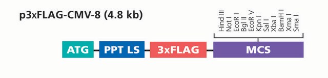 p3XFLAG-CMV&#8482;-8 Expression Vector Shuttle vector for transient expression of secreted N-terminal 3xFLAG fusion proteins