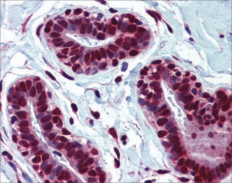 抗HNRNPC抗体 ウサギ宿主抗体 affinity isolated antibody