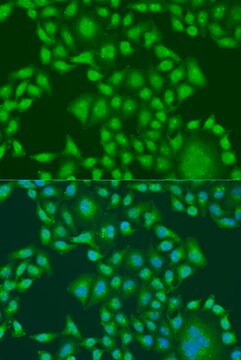 Anti-PTEN antibody produced in rabbit