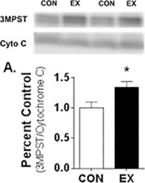 抗MPST ウサギ宿主抗体 Prestige Antibodies&#174; Powered by Atlas Antibodies, affinity isolated antibody, buffered aqueous glycerol solution