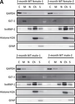 Anti-Histone H2A (acidic patch) Antibody serum, Upstate&#174;