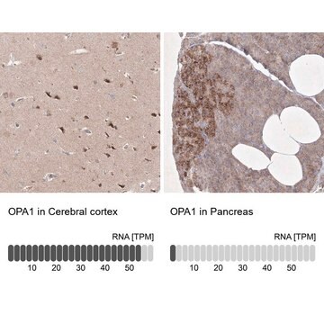 Anti-OPA1 antibody produced in rabbit Prestige Antibodies&#174; Powered by Atlas Antibodies, affinity isolated antibody, buffered aqueous glycerol solution