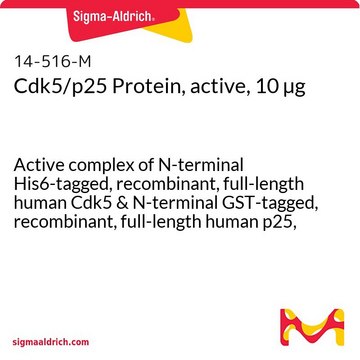 Cdk5/p25-Protein, aktiv, 10&nbsp;&#181;g Active complex of N-terminal His6-tagged, recombinant, full-length human Cdk5 &amp; N-terminal GST-tagged, recombinant, full-length human p25, for use in Kinase Assays.