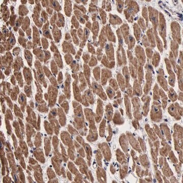 Anti-PSMA3 antibody produced in rabbit Prestige Antibodies&#174; Powered by Atlas Antibodies, affinity isolated antibody, buffered aqueous glycerol solution