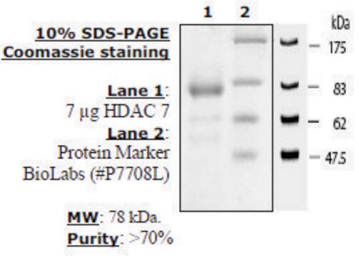 HDAC-7 human recombinant, expressed in baculovirus infected insect cells, &#8805;70% (SDS-PAGE)