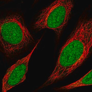 Przeciwciało anty-Kmt2C wytwarzane u królików Prestige Antibodies&#174; Powered by Atlas Antibodies, affinity isolated antibody, buffered aqueous glycerol solution