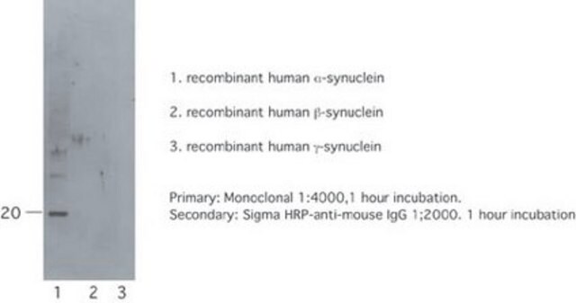 Anti-Synuclein &#945; Antibody, clone 7B12.2 culture supernatant, clone 7B12.2, Chemicon&#174;