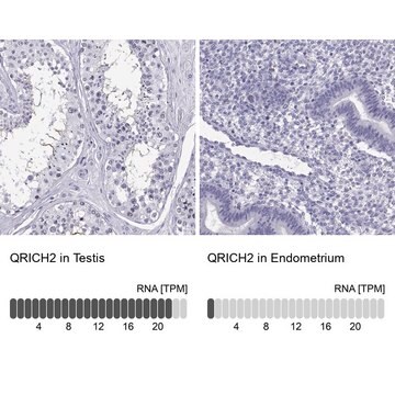 抗-QRICH2 兔抗 Prestige Antibodies&#174; Powered by Atlas Antibodies, affinity isolated antibody