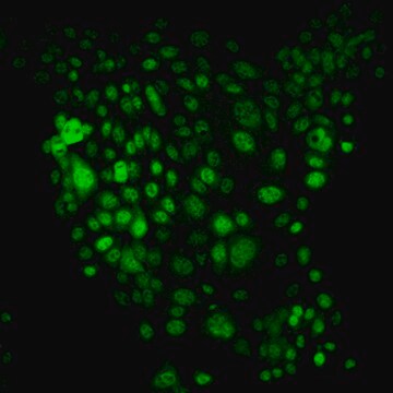 MLM.3 Mouse Lung Metastasis Cell Line