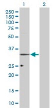 Anti-OPRL1 antibody produced in rabbit purified immunoglobulin, buffered aqueous solution