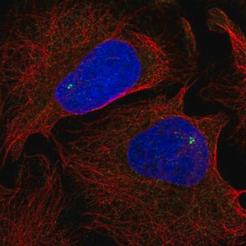 Anty-NLRC5 Prestige Antibodies&#174; Powered by Atlas Antibodies, affinity isolated antibody