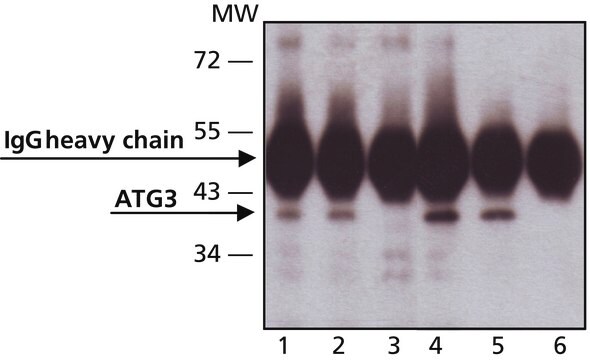 Anti-ATG3 (C-terminal) 兔抗 IgG fraction of antiserum, buffered aqueous solution