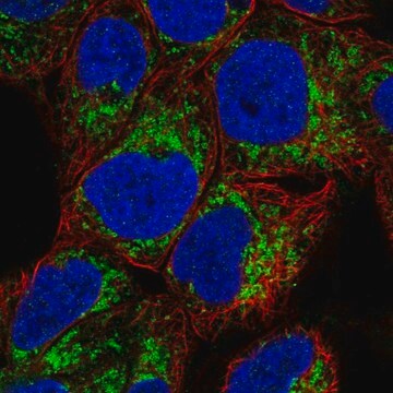 Anti-MAOA antibody produced in rabbit Prestige Antibodies&#174; Powered by Atlas Antibodies, affinity isolated antibody, buffered aqueous glycerol solution