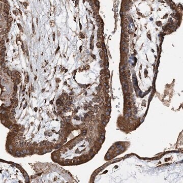 Anti-WDR12 antibody produced in rabbit Prestige Antibodies&#174; Powered by Atlas Antibodies, affinity isolated antibody, buffered aqueous glycerol solution