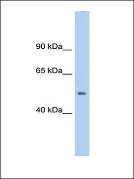 抗 TGFB1 IgG fraction of antiserum