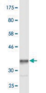 Monoclonal Anti-HERC3 antibody produced in mouse clone 3G7, ascites fluid