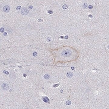 Anti-CDH9 antibody produced in rabbit Prestige Antibodies&#174; Powered by Atlas Antibodies, affinity isolated antibody, buffered aqueous glycerol solution