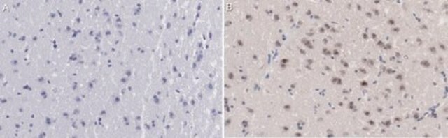 抗-c-Fos抗体 from rabbit, purified by affinity chromatography