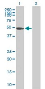 Anti-PGS1 antibody produced in mouse purified immunoglobulin, buffered aqueous solution