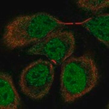 Anti-OSBPL7 antibody produced in rabbit Prestige Antibodies&#174; Powered by Atlas Antibodies, affinity isolated antibody, buffered aqueous glycerol solution