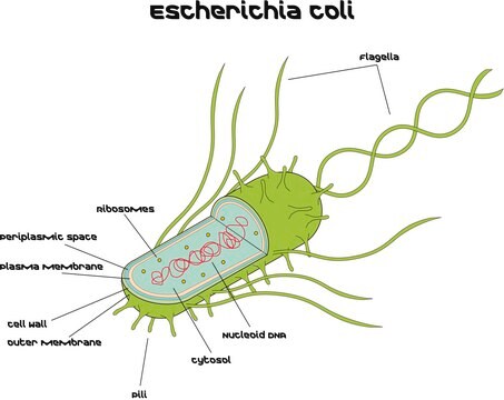 Escherichia coli Strain K12, lyophilized cells