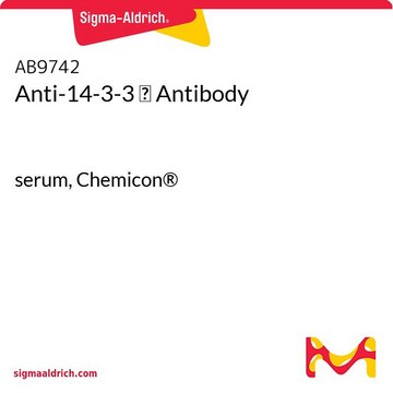 Anti-14-3-3 &#963; Antibody serum, Chemicon&#174;