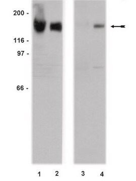 Przeciwciało anty-EGFR (niefosfo-Tyr1173), klon 20G3 clone 20G3, Upstate&#174;, from mouse