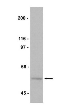 Anti-Myc Tag Antibody, clone 9E10, biotin conjugate clone 9E10, Upstate&#174;, from mouse