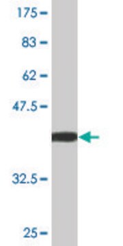 Monoclonal Anti-LATS1 antibody produced in mouse clone 3A7, purified immunoglobulin, buffered aqueous solution