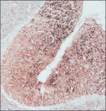 Anti-SNAP-25 in Kaninchen hergestellte Antikörper IgG fraction of antiserum, buffered aqueous solution