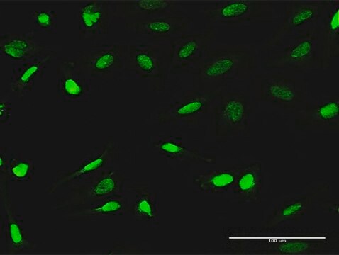 Anti-ESRRA antibody produced in rabbit purified immunoglobulin, buffered aqueous solution