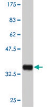 ANTI-MAPKAPK3 antibody produced in mouse clone 1C3, purified immunoglobulin, buffered aqueous solution