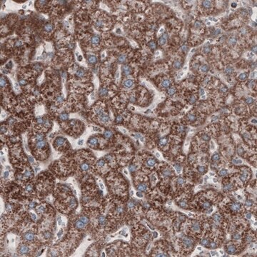 Monoclonal Anti-CS antibody produced in mouse Prestige Antibodies&#174; Powered by Atlas Antibodies, clone CL2579, purified immunoglobulin, buffered aqueous glycerol solution