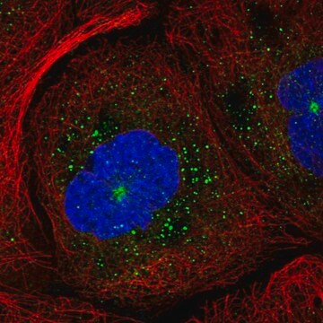 Anti-RAB11B antibody produced in rabbit Prestige Antibodies&#174; Powered by Atlas Antibodies, affinity isolated antibody