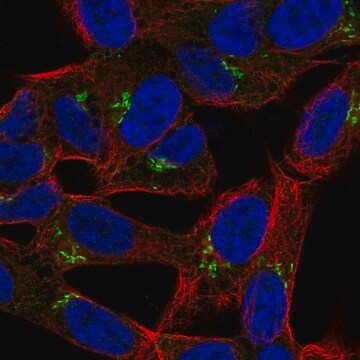 Anti-Lrrtm1 Antibody Produced In Rabbit Prestige Antibodies&#174; Powered by Atlas Antibodies, affinity isolated antibody, buffered aqueous glycerol solution